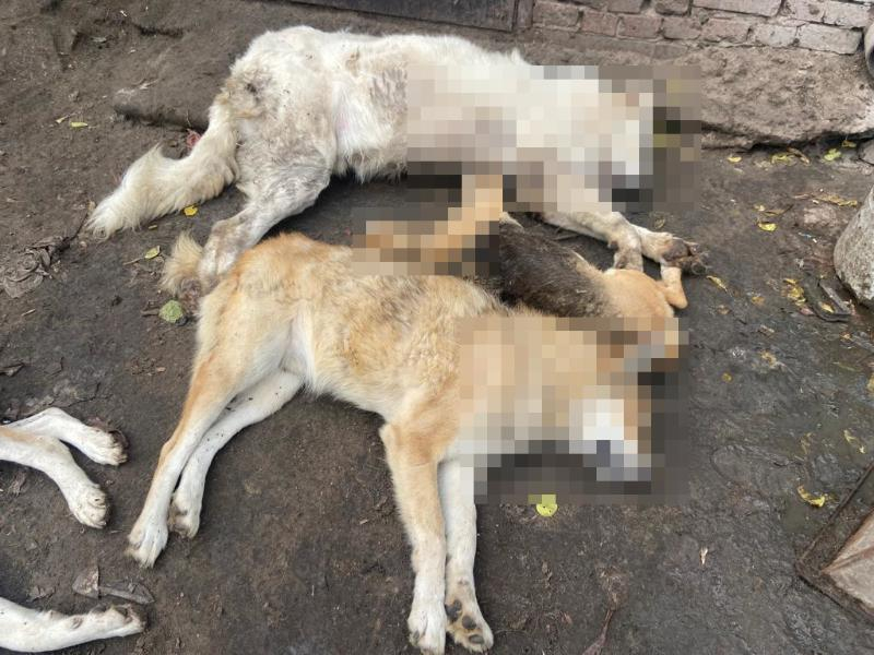Массовое убийство собак произошло в воронежском приюте