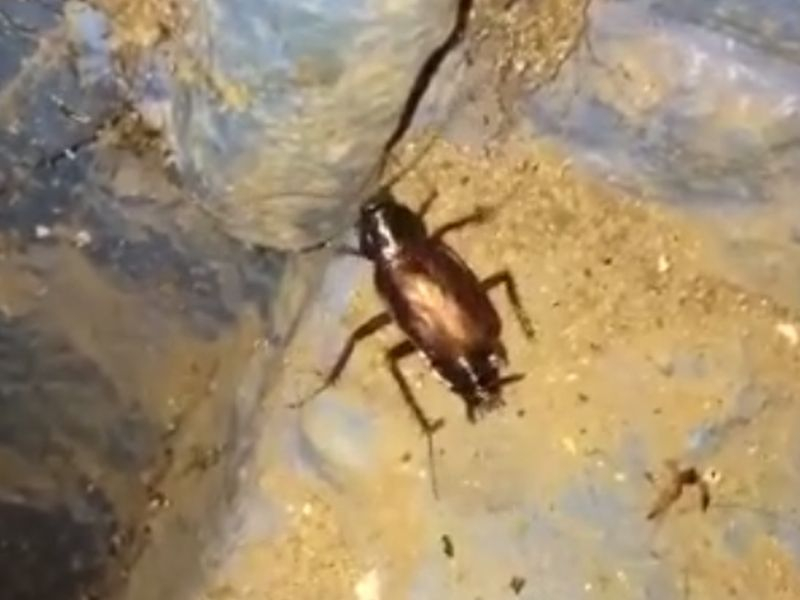 Нашествие гигантских тараканов записали на камеру в воронежской многоэтажке