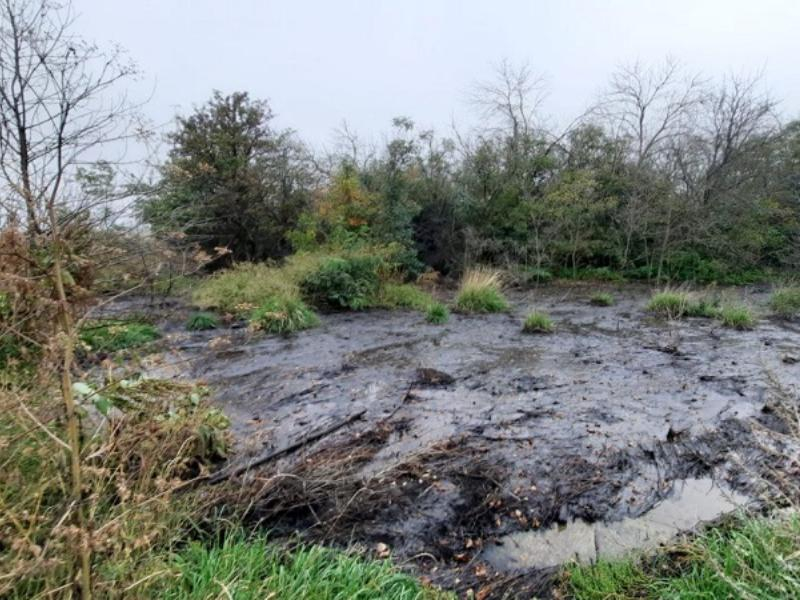 Три несанкционированные свалки нашли экологи в Воронежской области