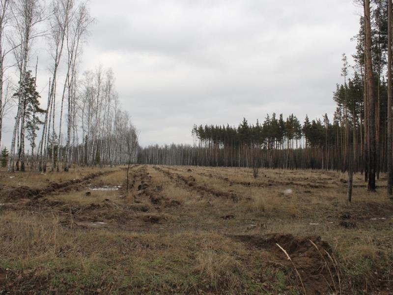 Активисты обеспокоены вырубкой леса в Воронеже