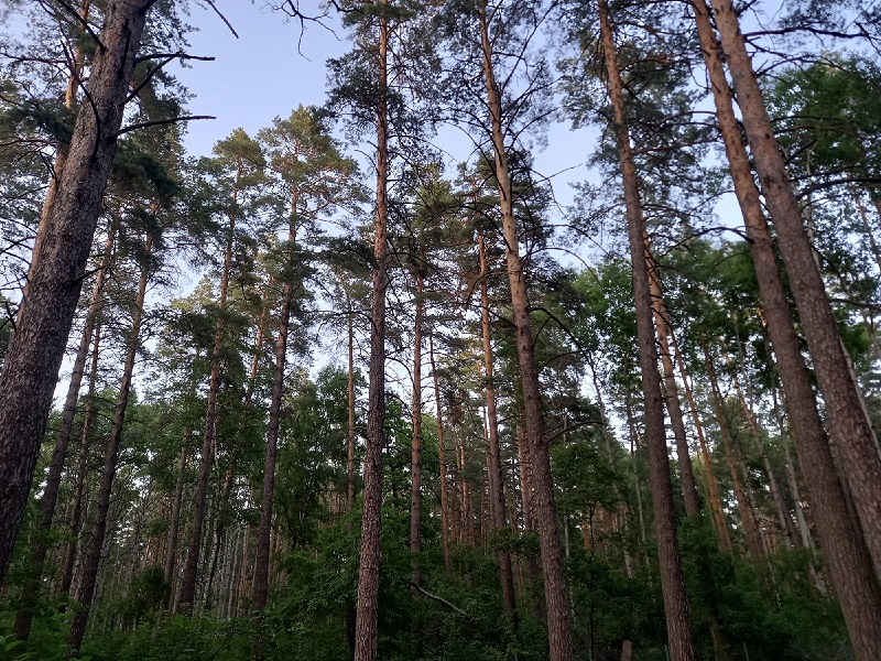 Воронежцам запретили посещать леса до конца августа