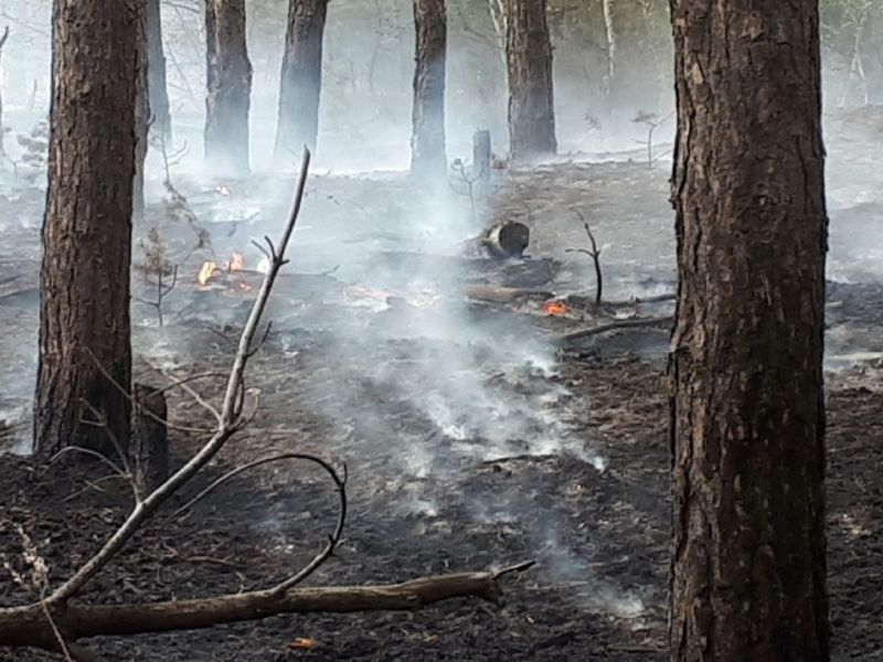 Воронежцы сообщили о возгорании остатков Масловского леса