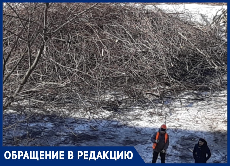 Горожане сообщили о массовом уничтожении деревьев в центре Воронежа