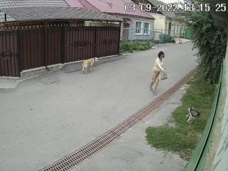 Озлобленная на собак пенсионерка массово травила их в Воронеже - опубликовано видео