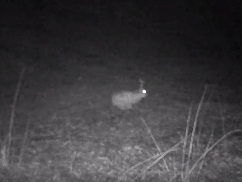 Одинокого зайца застали на лесной поляне в воронежском заповеднике