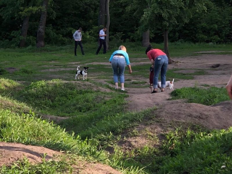 Расчлененное тело женщины обнаружили в лесном массиве Воронежа