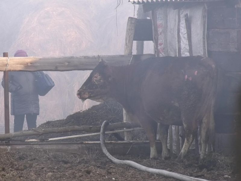 Сразу 24 коровы сгорели в мощном пожаре на ферме в Воронежской области