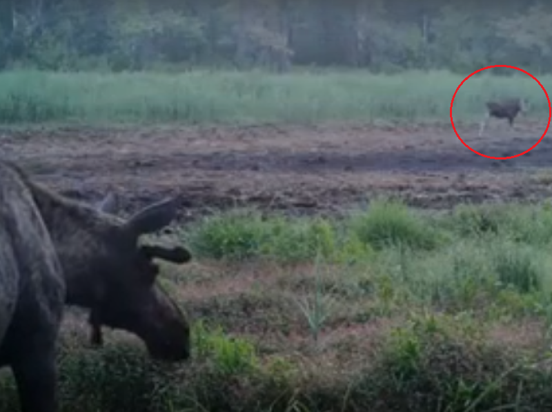 Неудачное свидание лосей в воронежском заповеднике сняли на видео