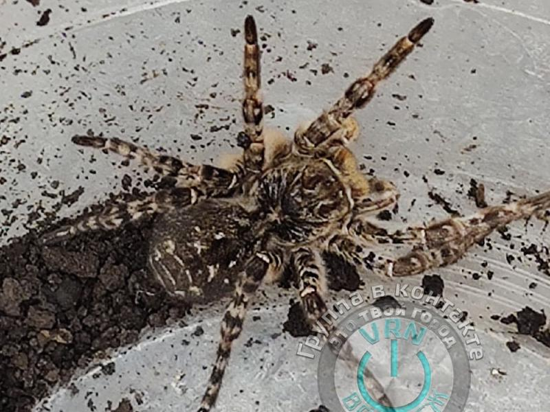 Южнорусский тарантул взбодрил своим появлением жителей Россоши