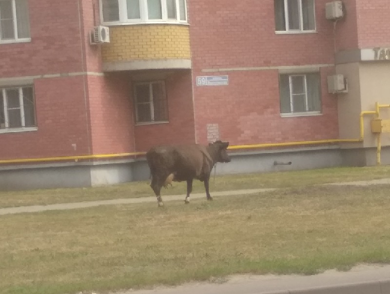 Дефиле одинокой коровы попало на фото в Воронеже