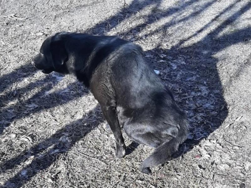 Пёс с двумя пулями в теле: женщина обратилась к догхантерам, уничтожающим собак в Воронежской области