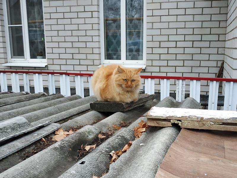 Суровый толстый кот своим видом показал презрение к жизни в Воронеже
