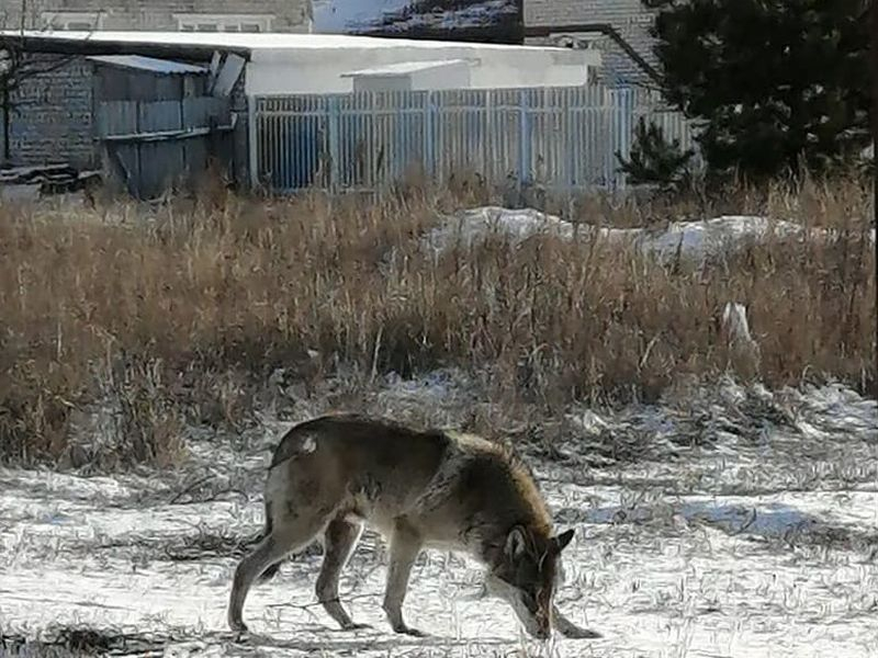 По окраине Воронежа среди белого дня бегал большой волк