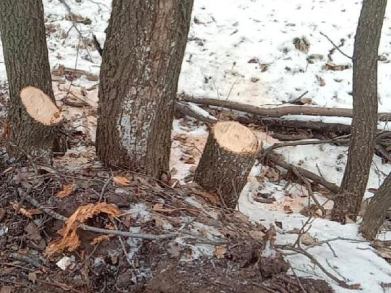 26 деревьев незаконно вырубили на территории памятника природы в Воронеже