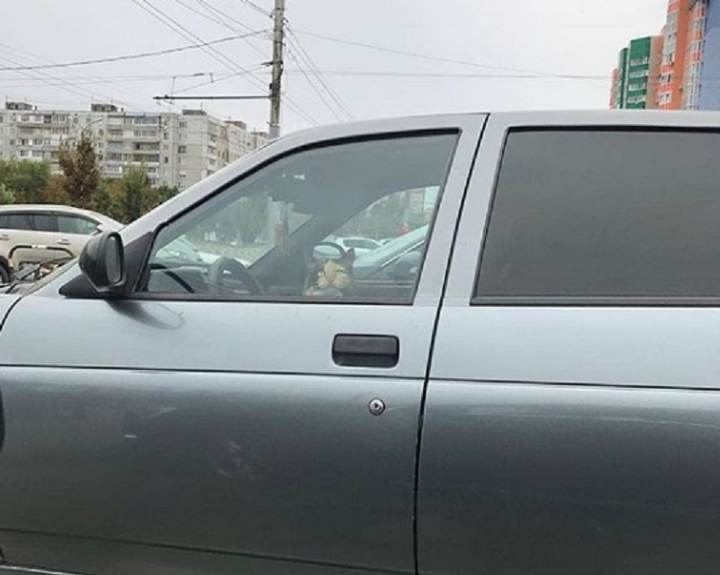Кота застали за рулем автомобиля на парковке в Воронеже