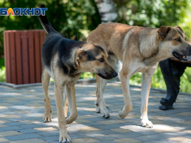 Воронежец заплатит почти 70 тысяч рублей из-за нападения своих собак на женщину
