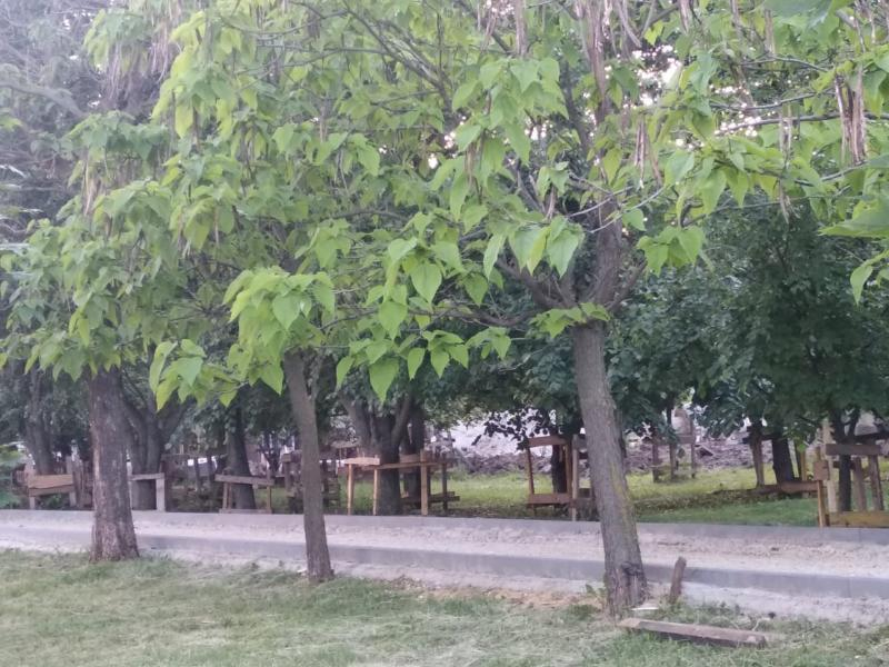 Убийство деревьев заметили на месте строительства Музея ВДВ в Воронеже