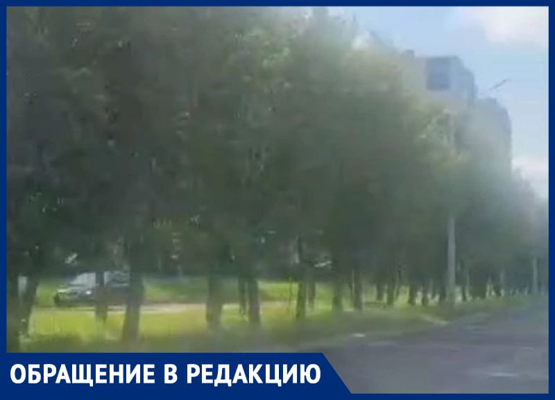 «Какая она красивая», - о приговоренной к уничтожению рябиновой аллее рассказала жительница Воронежа