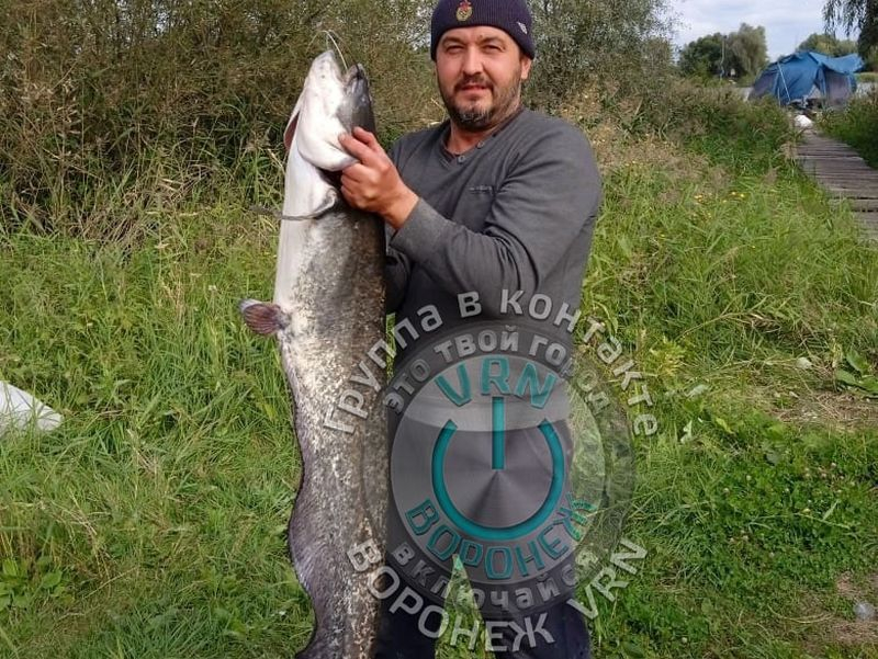 Огромного сома поймал на маленького амура рыбак в Воронежской области