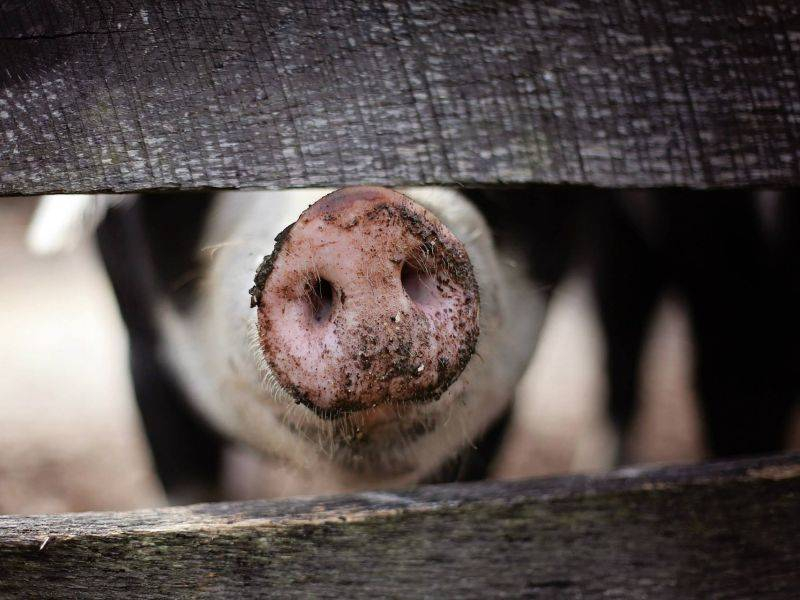 Африканскую чуму свиней нашли на сельхозпредприятии Воронежской области