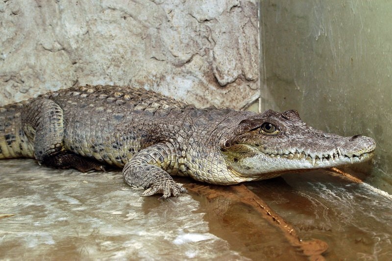 Крокодил из Воронежского зоопарка сломал свой стальной террариум