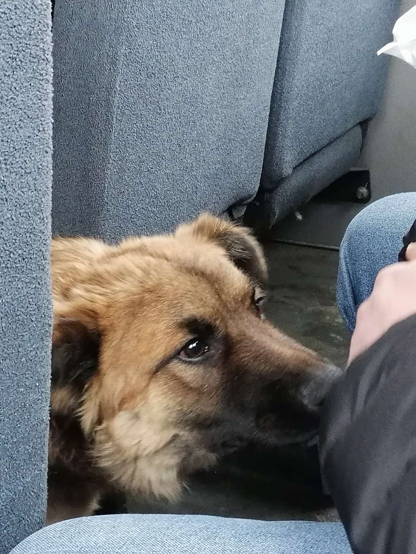 Пассажиры не заметили. Пёс пассажир. Пассажир. Собака греется в транспорте.