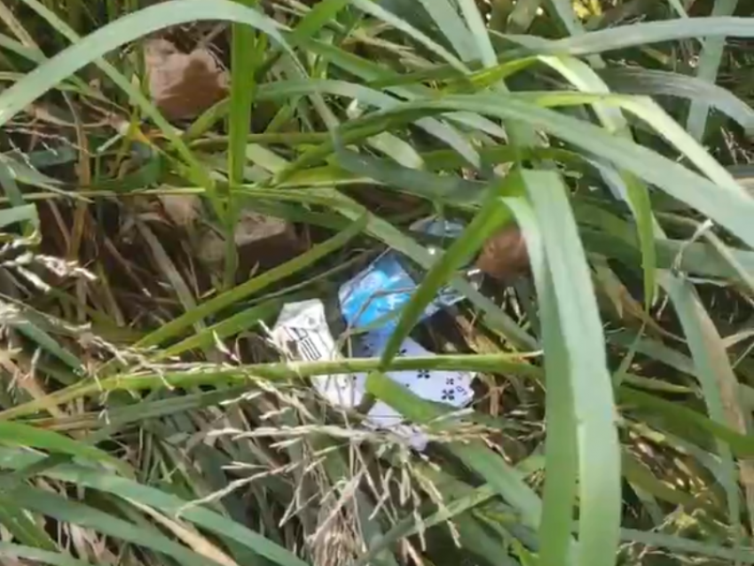 «Последствия ритуала» на воронежском озере показали на видео