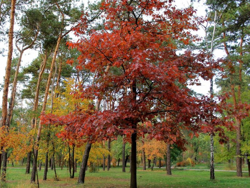 Красные дубы могут появиться в лесах Воронежской области