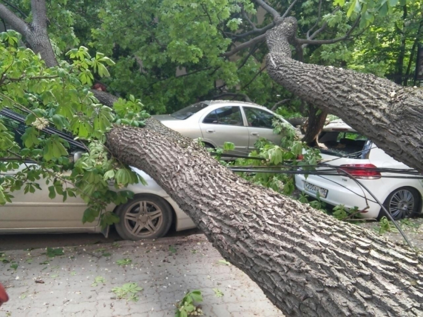 Упавшее в центре Воронежа дерево разбило 4 автомобиля