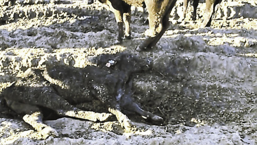 Владельцы замученных в Аннинском районе буренок готовятся привезти в регион новую партию коров