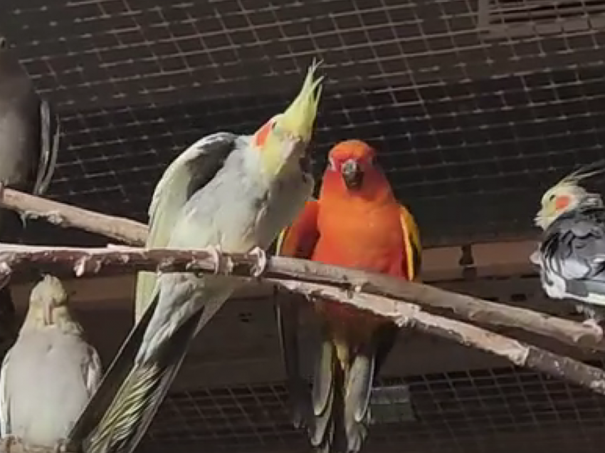 «Целуются клювами и делят зерно»: воронежский зоопарк показал попугаев-влюбленных