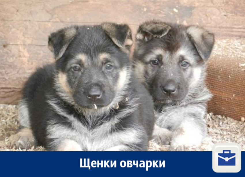 Продаются щенки восточноевропейской овчарки