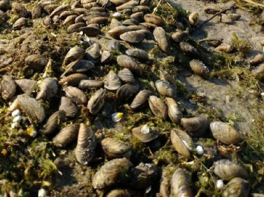 Массовую гибель двустворчатых моллюсков сняли на фото в Воронеже