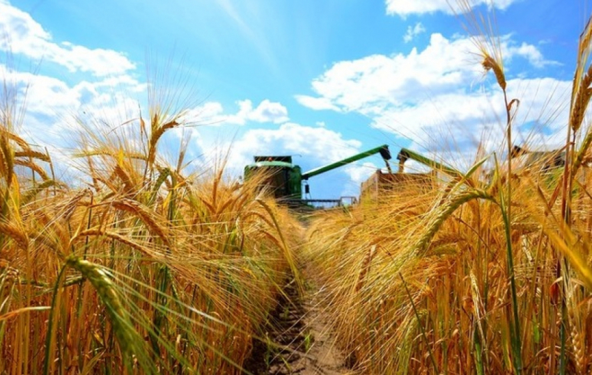 Во второй половине июля в Воронежской области начнут убирать урожай