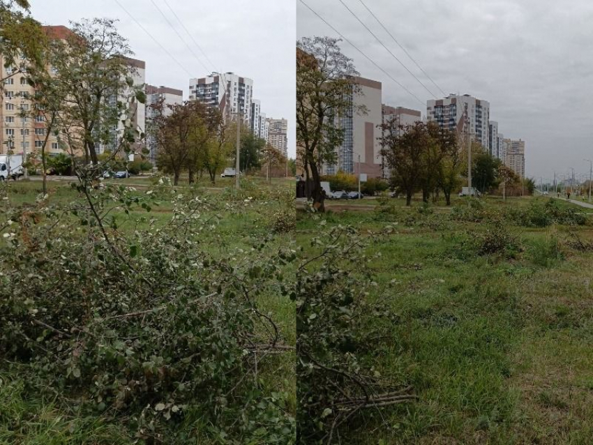 Варварское уничтожение молодняка акаций запечатлели в воронежском Шилово