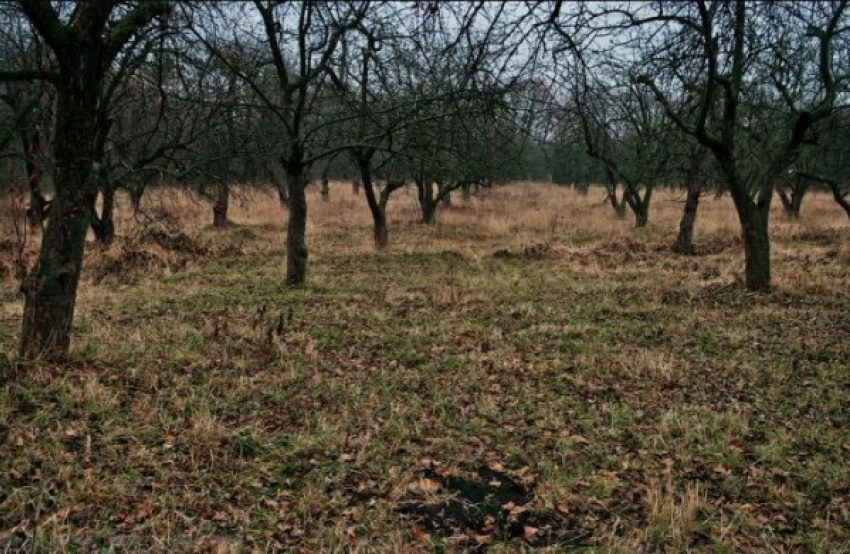 Воронежский облсуд отклонил апелляцию подозреваемого в краже яблоневого сада
