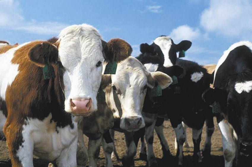 В Воронежской области на организацию биржи скота потратят 1,35 миллиарда рублей