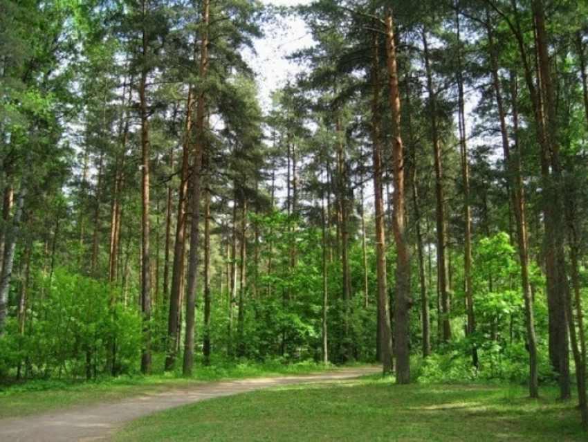 В Воронежской области расчистят лесные участки вдоль дорог