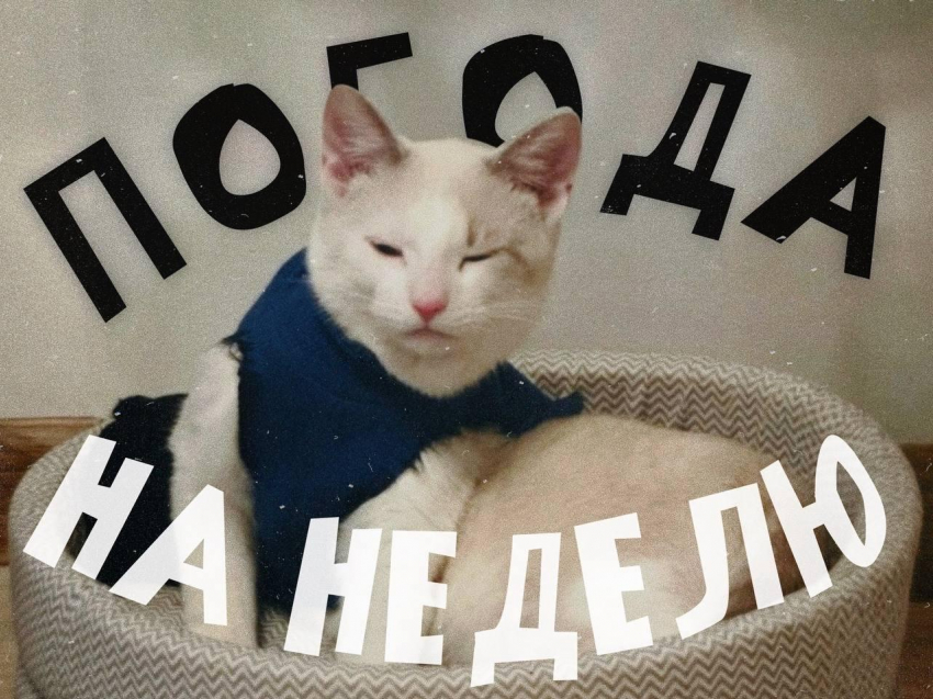 Как успешно промокнуть и замёрзнуть в Воронеже: прогноз погоды на неделю