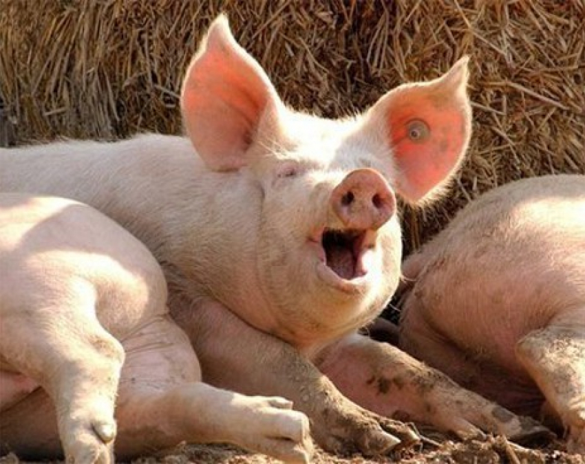 Ветеринарные специалисты в Воронежской области выявили очаг африканской чумы свиней