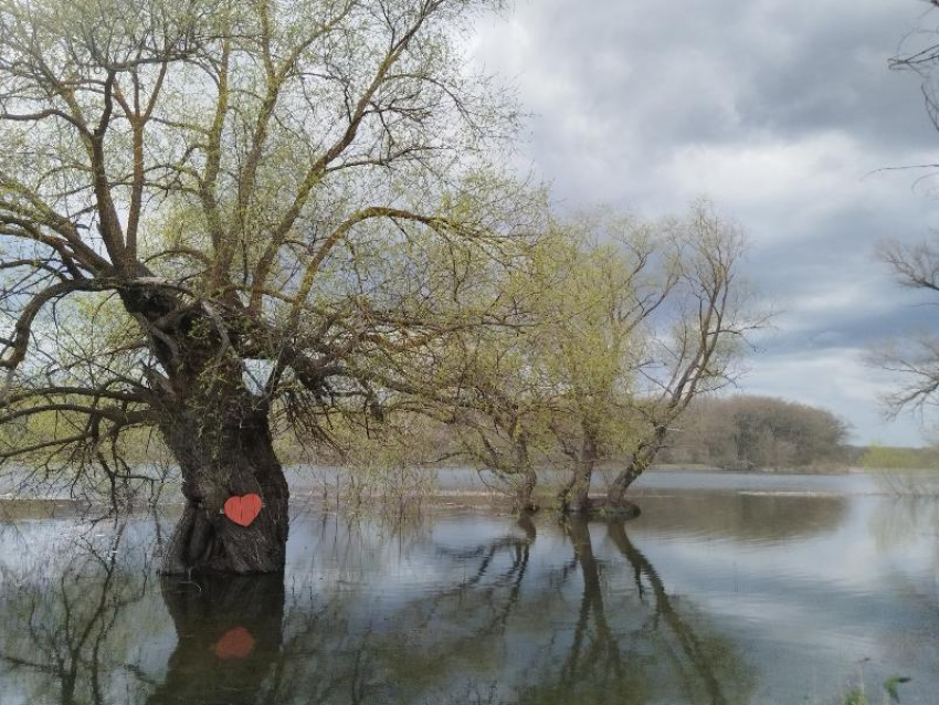 Экотропа ушла под воду в заповеднике Воронежской области