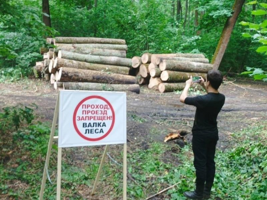 В воронежской нагорной дубраве займутся ясенями и не только