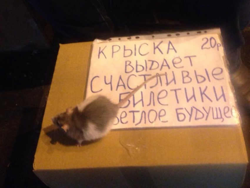 Воронежец зарабатывает на хлеб ручной крысой в центре города