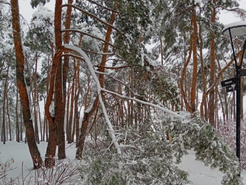 Популярный парк закрыли в Воронеже из-за падающих деревьев