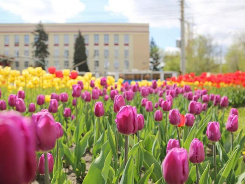 Стало известно, где высадили тысячи тюльпанов в Воронеже