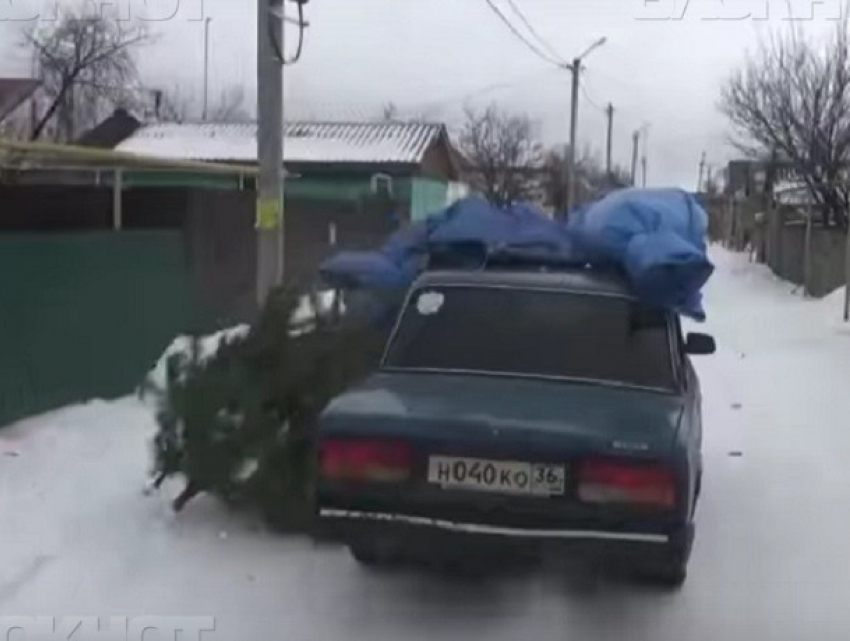 Воронежские полицейские поймали елочного вора, который ушел от преследования лесников 
