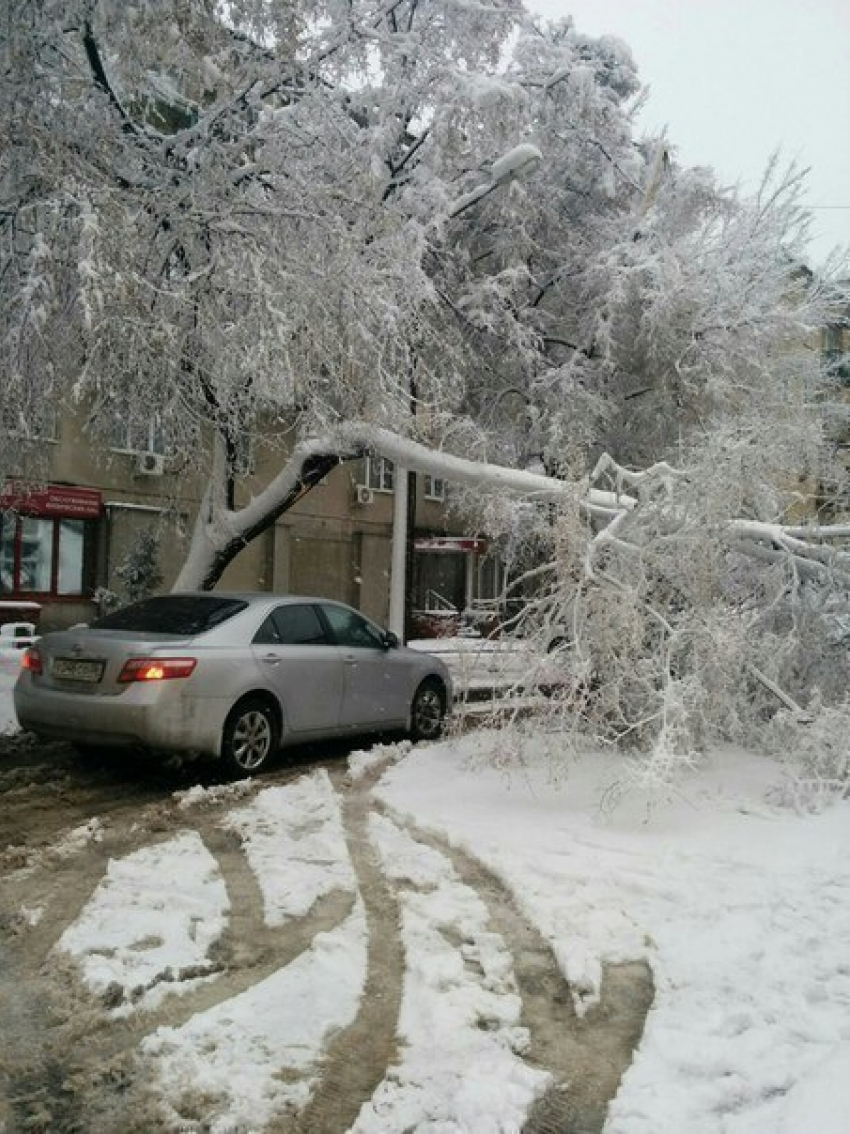  В центре Воронежа упало несколько деревьев на машины