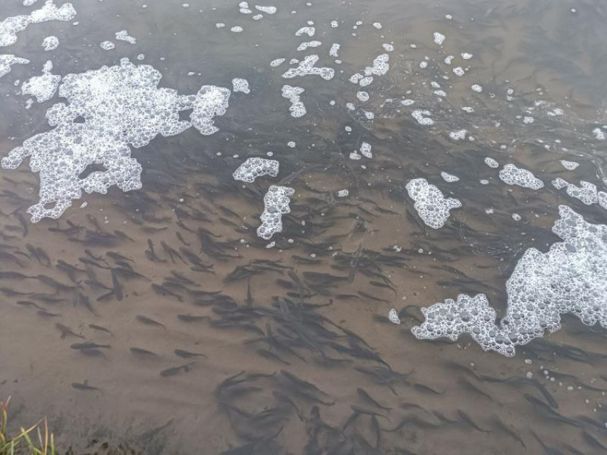 Сотни тысяч мальков рыб снова выпустили в Воронежское водохранилище