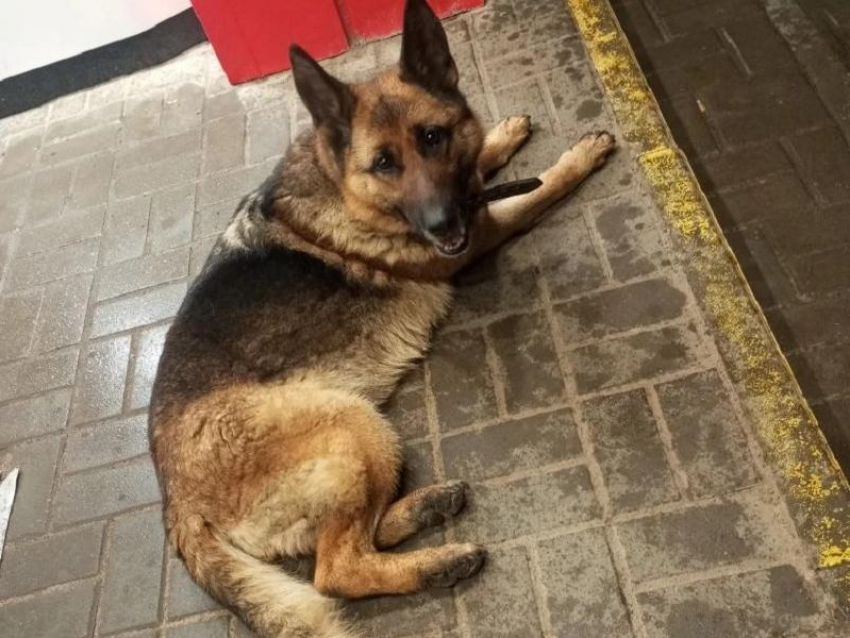 Самый верный друг: новая история Хатико разыгрывается в Воронеже 