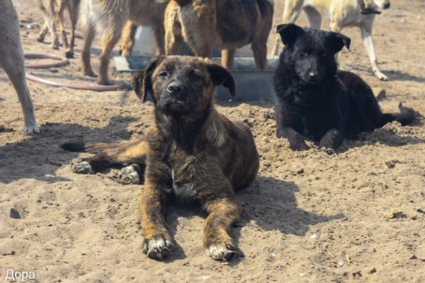 В Воронеже могут снести приют для бездомных животных «Дора»